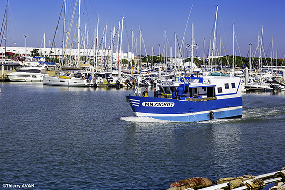 copyright THIERRY AVAN PLAISANCE | Port de Royan