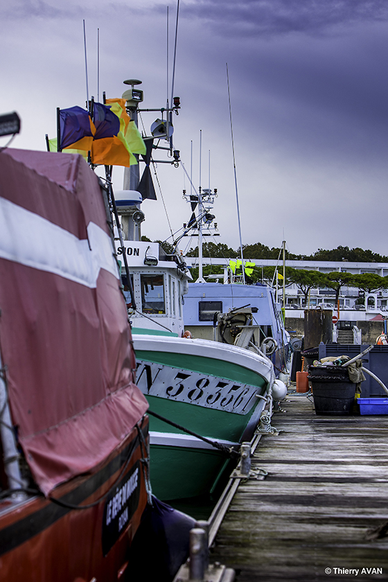 copyright THIERRY AVAN Port de pêche | Port de Royan