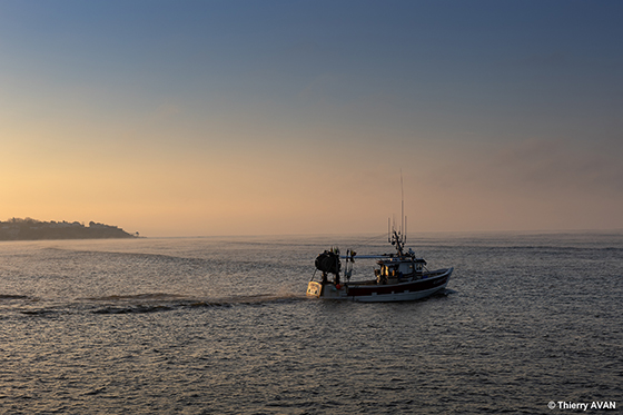 copyright THIERRY AVAN Port de pêche | Port de Royan
