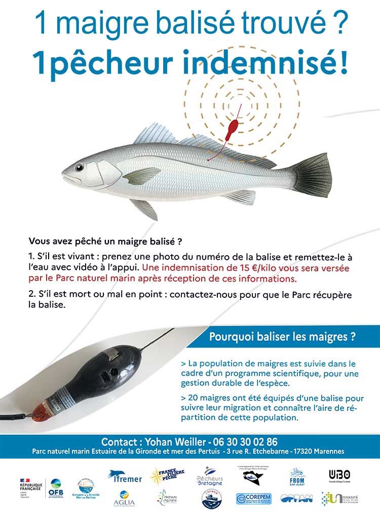 affiche BALISAGE DES MAIGRES